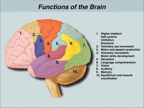 Brain and Functioning 